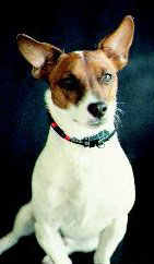 Dog Products,Dog Gifts, Dog Collars, Leads, Dog Harnesses, Dog Grooming Tools