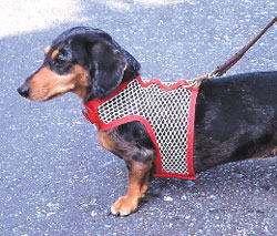 Dog Products,Dog Gifts, Dog Collars, Dog Leashes,Dog Leads, Dog Harnesses, Dog Grooming Tools