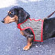 Dog Harness Pedigree 
Watches of Dog Breeds