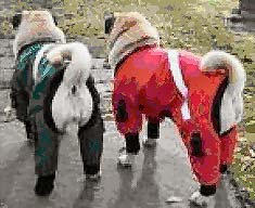 Dog Lovers,Dog Earrings,Carriers,Dog Beds Dog Tote Bags, Leads, Dog Harnesses, Dog Grooming Tools