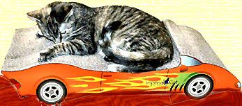 Cat Lovers,Cat Earrings,Carriers,Litter Boxes, Cat Tote Bags, Leads, Cat Harnesses, Cat Grooming Tools