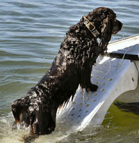 Cat Lovers,Cat Earrings,Carriers,Litter Boxes, Cat Tote Bags, Leads, Cat Harnesses, Cat Grooming Tools