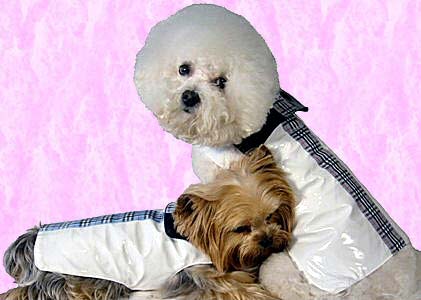 Dog Lovers,Dog Earrings,Carriers,Dog Beds Dog Tote Bags, Leads, Dog Harnesses, Dog Grooming Tools