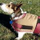 Dog,dog blanket coat, Dog,pet life preservers Dog,life preservers dogs Dog,floatation Jackets Dog,floatation jackets animals Dog,dog raincoats Dog,dog jumpsuits Dog,raincoats dogs Dog,jackets dogs Dog,coats dogs Dog,dog collars
